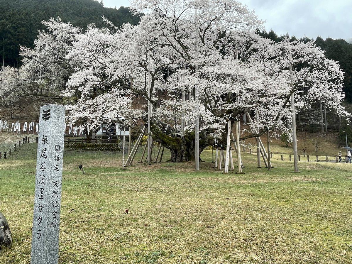 アルテッツァの車検が上がったので引車の帰りに根尾の淡墨桜を見に参りました。本当に見事な桜です。雨天に見るのもイイ！#淡墨桜 #根尾