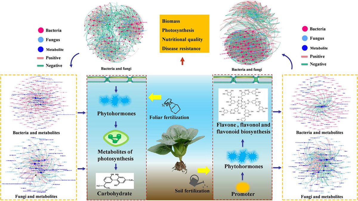 Sushorizons's tweet photo. Sustainable Horizons | Latest #OpenAccess Paper：
Phyllosphere microbiota and metabolomic insights of sewage sludge-derived biostimulant in enhancing nutritional quality and disease resistance of Pakchoi cabbage.
https://t.co/oybmKLpEJo https://t.co/pflVzqcANe