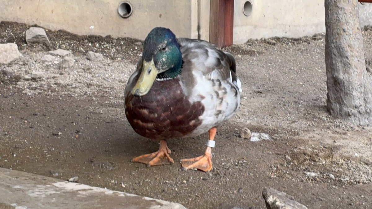 須坂市動物園【公式】 tweet media