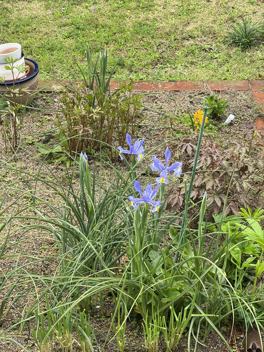 ne__e_sama's tweet photo. 今日は雨です。なのでベランダのリボベジを観察。あと、ベランダから見た隣の畑のアイリス？がきれいだったので https://t.co/R6l1YzNwn5
