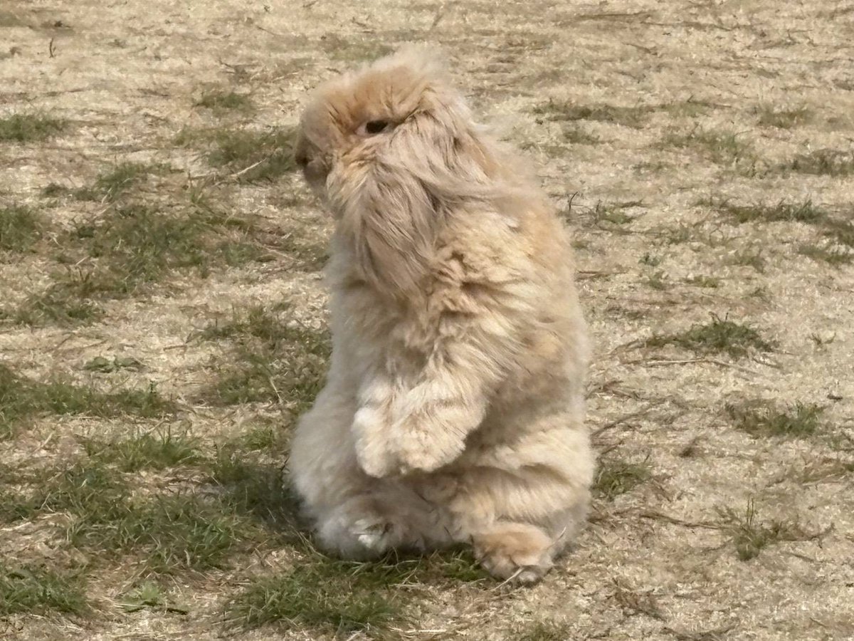 政治家娘YouTuberみこちゃんねる tweet media