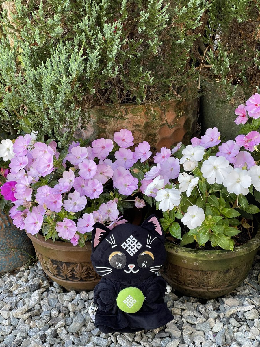Good morning from Siggy 

A quiet moment with flowers before the day begins 
Just taking a small pause and enjoying things 
Hope today brings everyone good energy and a little inspiration.
<a href="/ritualnet/">Ritual</a> <a href="/ritualfnd/">Ritual Foundation</a>