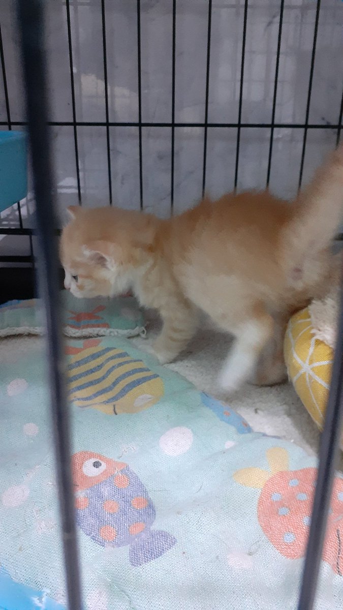 Сеня Лиса tweet media