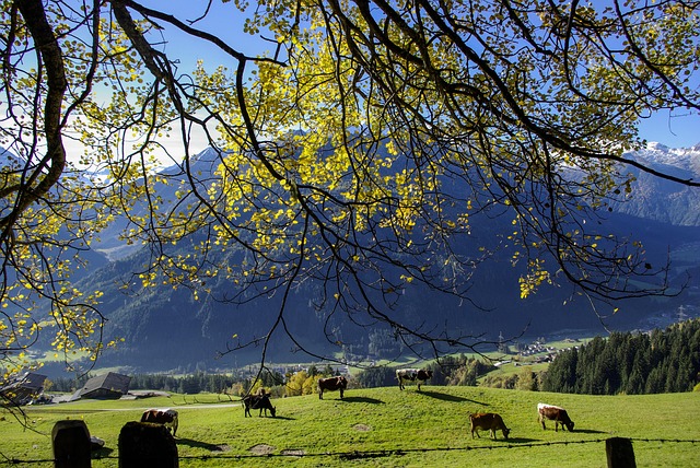 Joe Kingsley tweet media