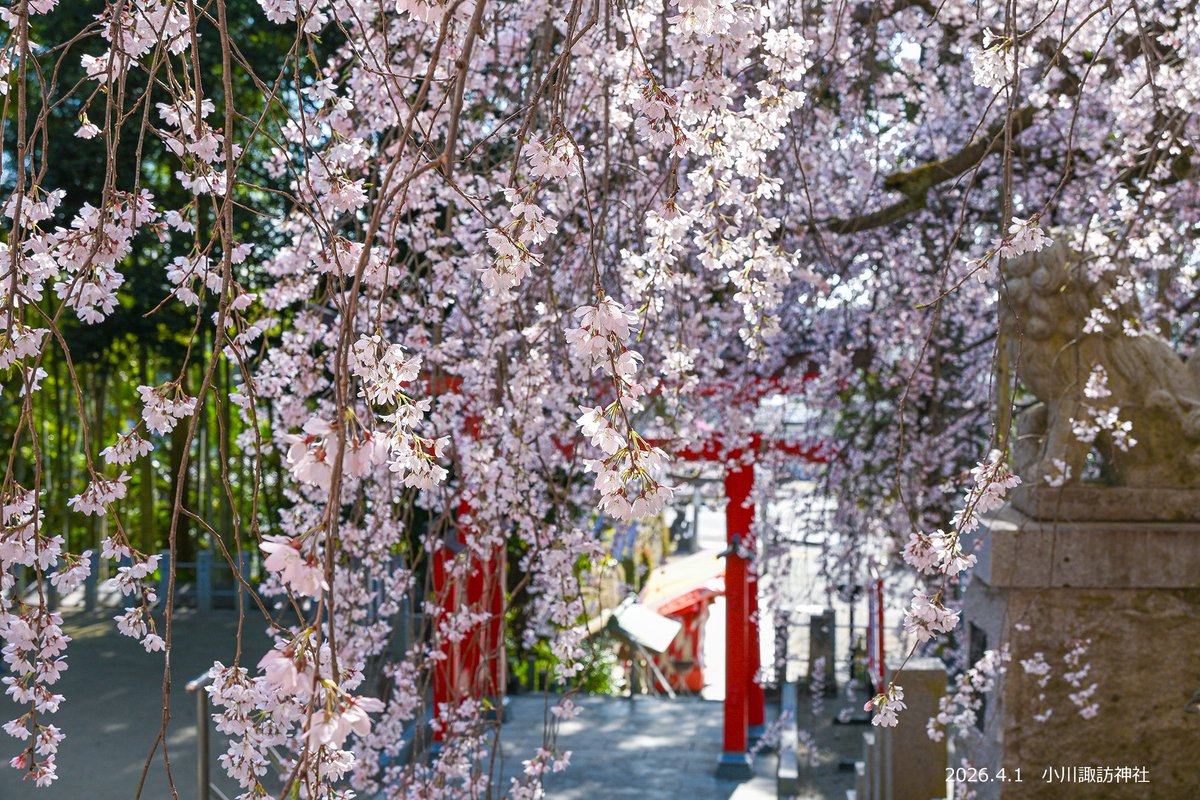 kankouiwaki's tweet photo. 🌸🌸 #いわき市桜情報2026 🌸🌸
小川諏訪神社のシダレザクラ ✿ 満開（4月1日現在）

先週開花し、春の暖かさに誘われ満開となりました。
どの角度から見てもフォトジェニックな桜です。
優美で華やかなその美しさに、皆さんも時間を忘れるように見入っていました。
#空ネット #ふくいま #ゴジてれ https://t.co/o1rwu3brkj