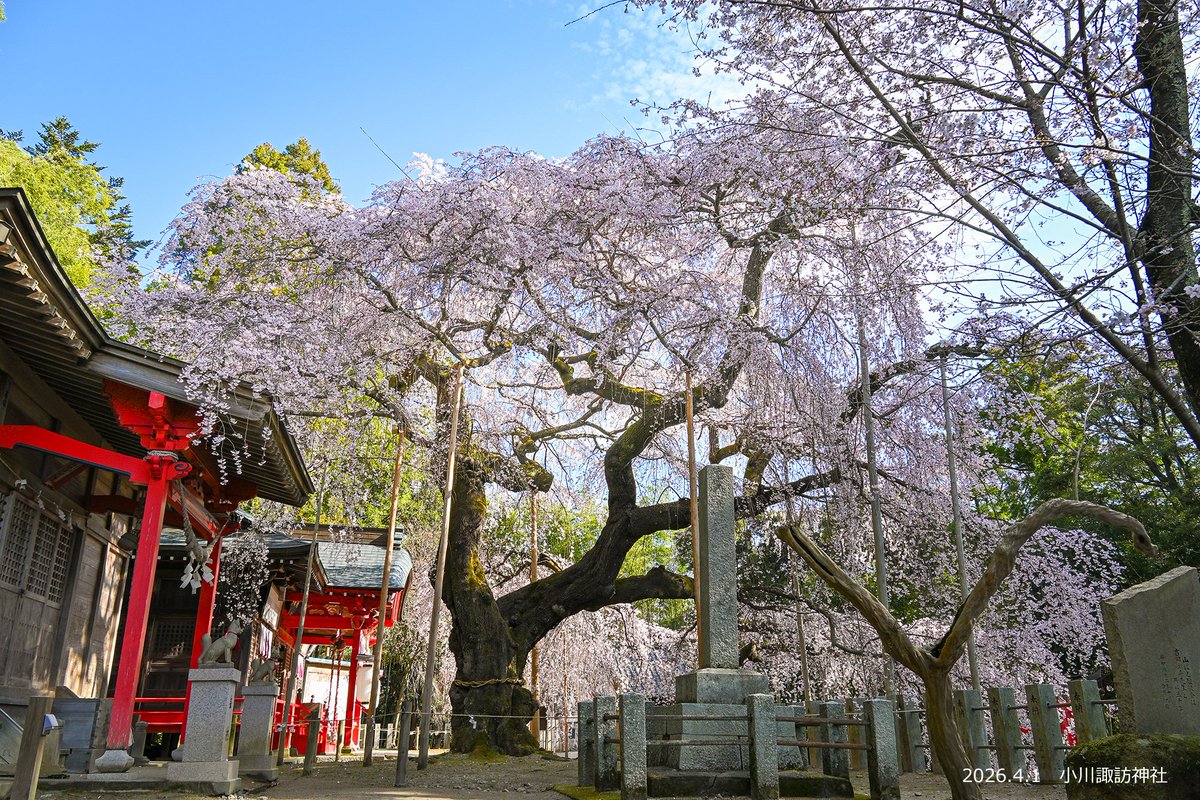 kankouiwaki's tweet photo. 🌸🌸 #いわき市桜情報2026 🌸🌸
小川諏訪神社のシダレザクラ ✿ 満開（4月1日現在）

先週開花し、春の暖かさに誘われ満開となりました。
どの角度から見てもフォトジェニックな桜です。
優美で華やかなその美しさに、皆さんも時間を忘れるように見入っていました。
#空ネット #ふくいま #ゴジてれ https://t.co/o1rwu3brkj