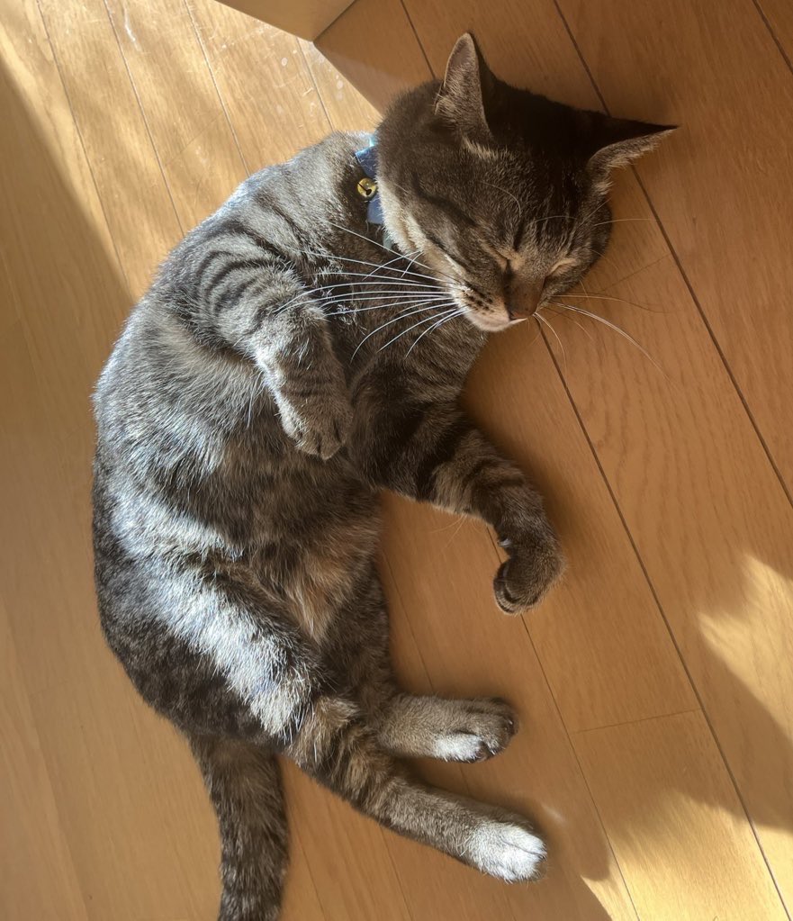 九龍霞 tweet media