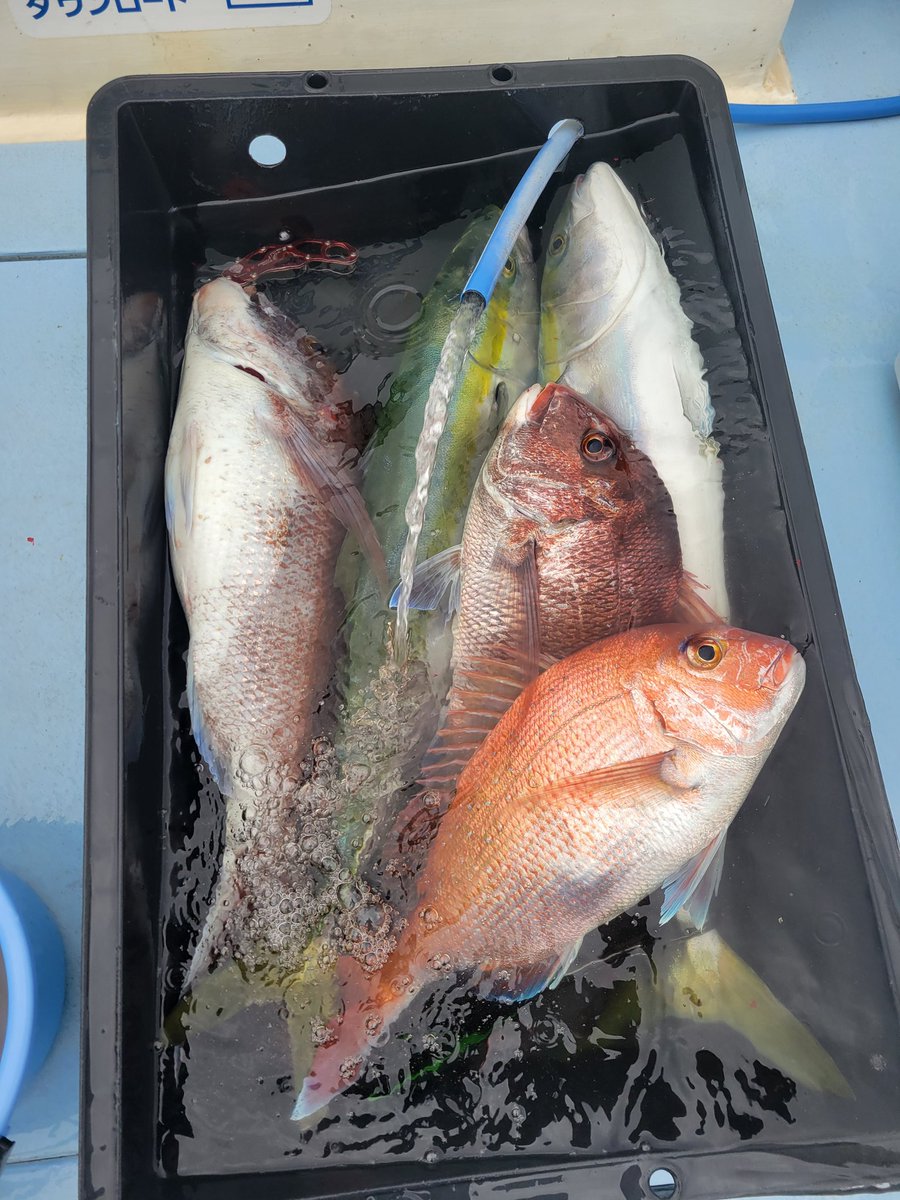 杉本　光 tweet media