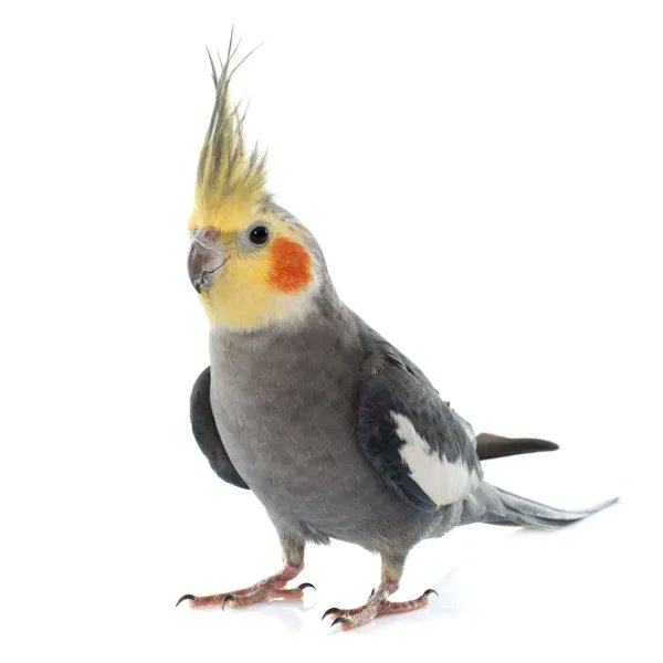Cockatiel tweet media