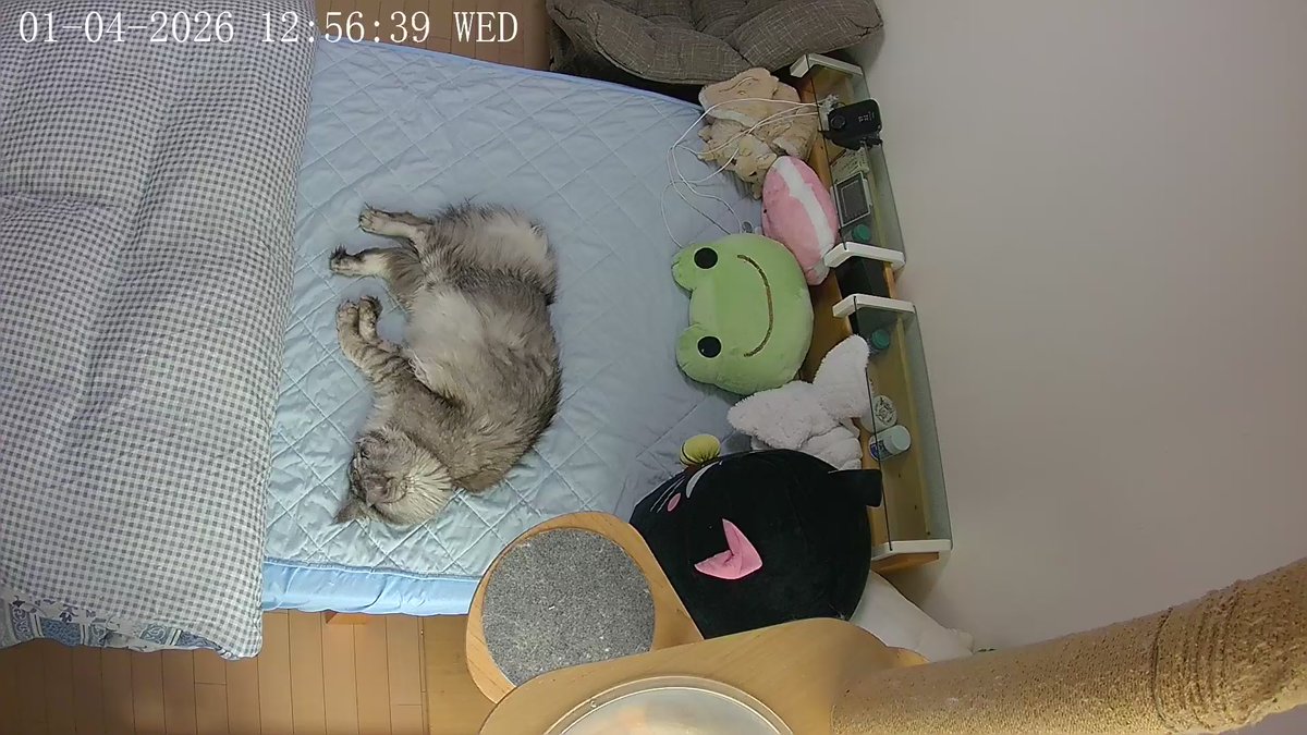 ルカ@Сolor's tweet media