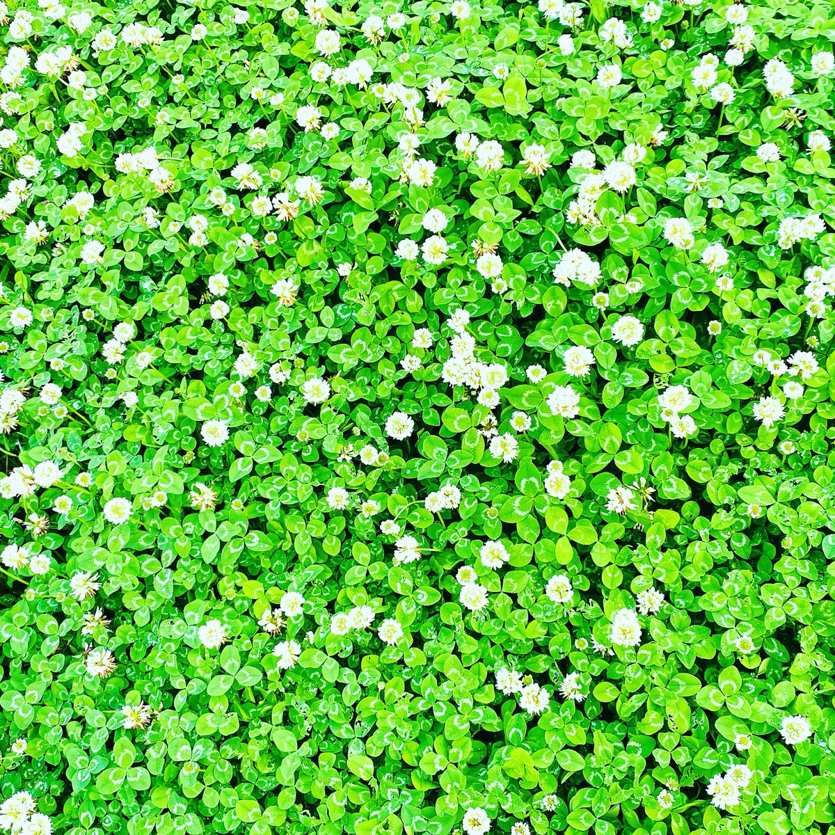 元・FMひらかた（周波数FM77.9MHz） tweet media