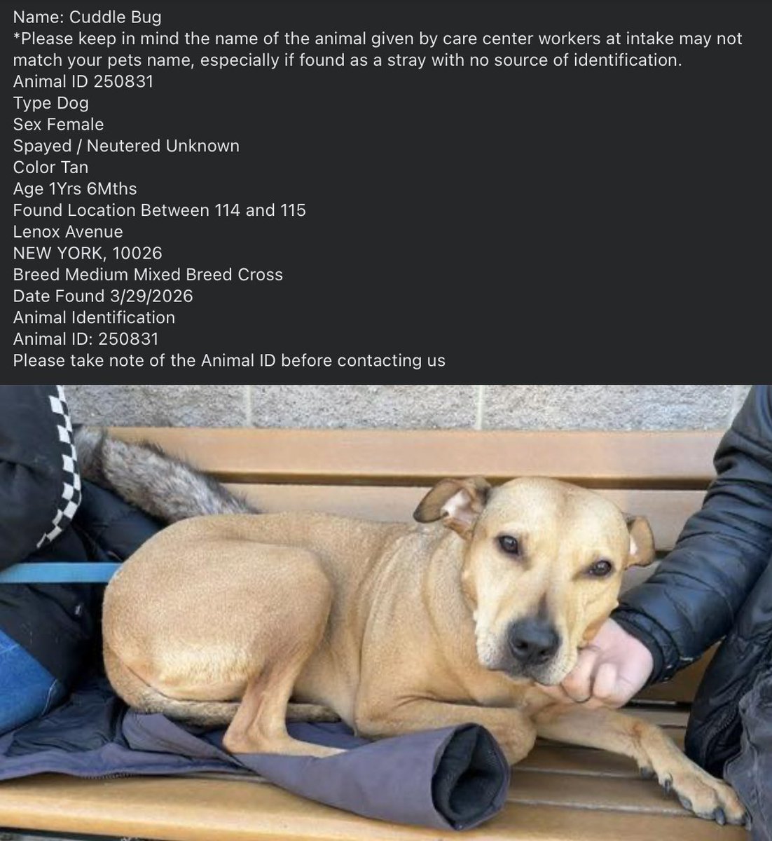 GET YOUR DOG! 🆘 They may NOT get out alive💔

☎️Call NYCACC at 212-788-4000 and ask for dog by animal i.d. # in picture below.  #250831

🆘Posted by #TeamAnimalVoiced