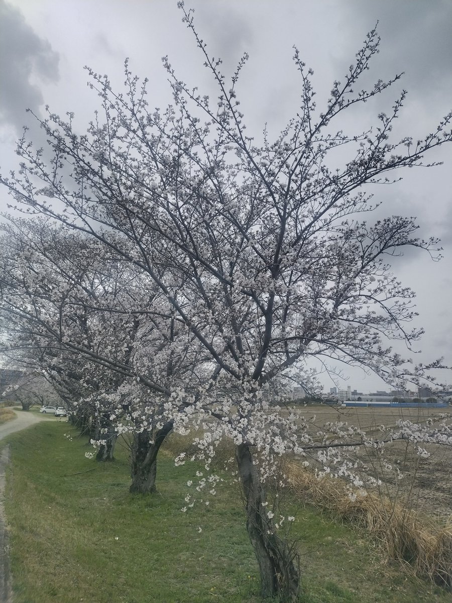 sayugenn's tweet photo. 4月、期首。満開だけど散る #桜 を見ると淋しくなる。

青切符。そもそも狭くて危ない所多くて #自転車 用道路を整備してほしいと思うところあるけどとにかく気をつけよう、自戒。

3/27.28 #ジョグ #スイム
29 ジョグ
30休
31 スイム
レッスン休み中はゆっくり復習、未だにレッスンは緊張シマス https://t.co/9SRkQRCHXq