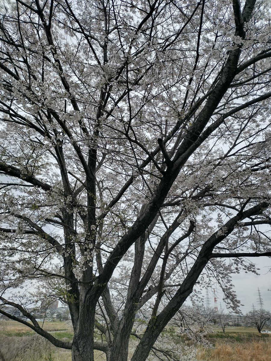 sayugenn's tweet photo. 4月、期首。満開だけど散る #桜 を見ると淋しくなる。

青切符。そもそも狭くて危ない所多くて #自転車 用道路を整備してほしいと思うところあるけどとにかく気をつけよう、自戒。

3/27.28 #ジョグ #スイム
29 ジョグ
30休
31 スイム
レッスン休み中はゆっくり復習、未だにレッスンは緊張シマス https://t.co/9SRkQRCHXq