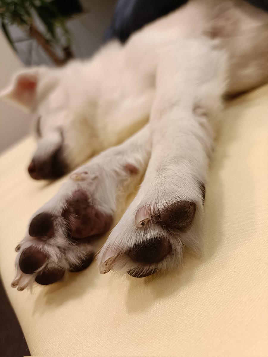 inu_chan_com's tweet photo. 寝て犬をあらゆる角度で https://t.co/Sp0sTZUcBV