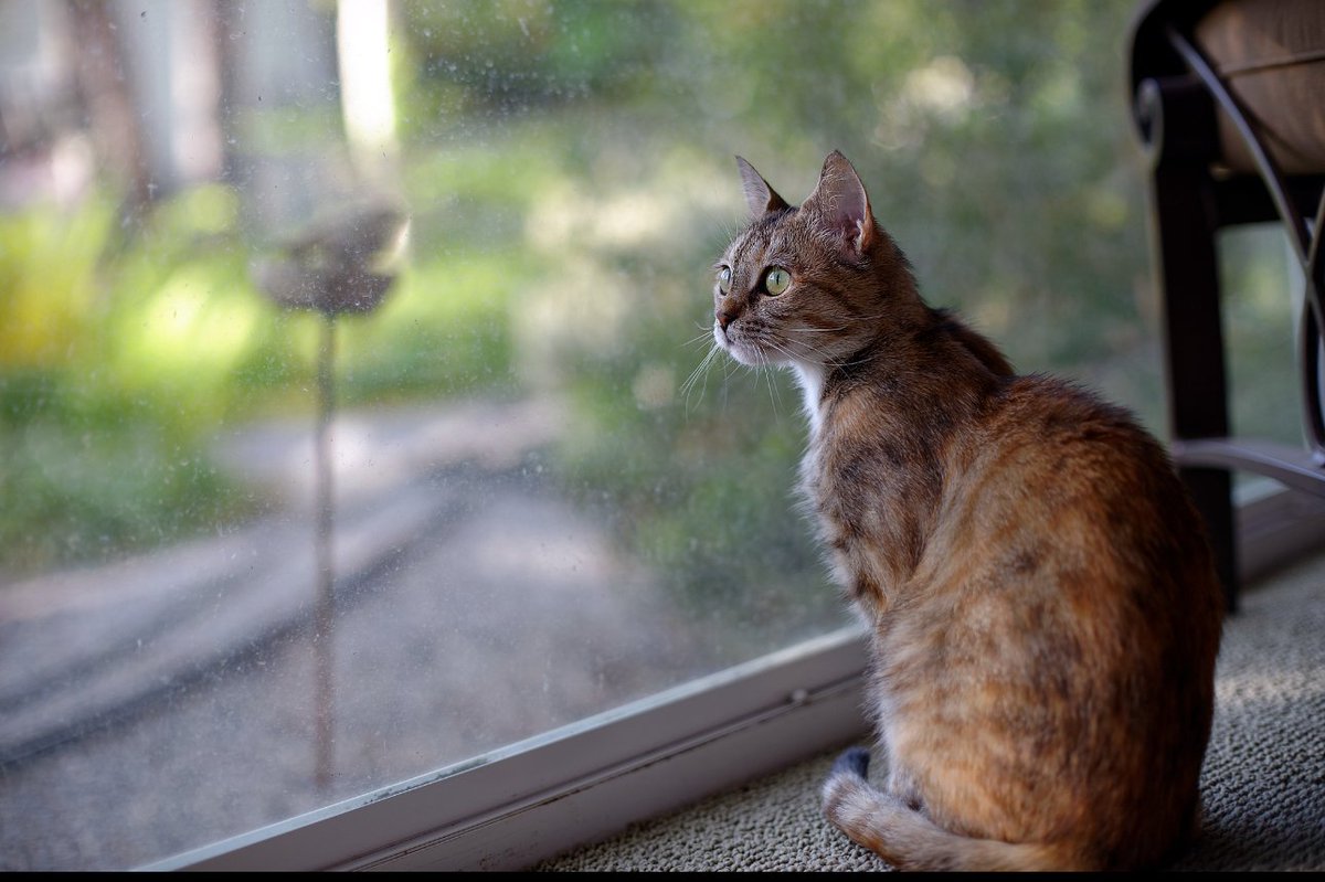 Allison Stuart tweet media