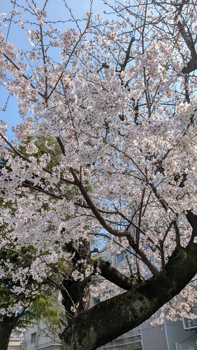 たまみ tweet media