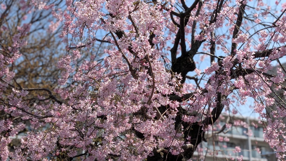 たまみ tweet media