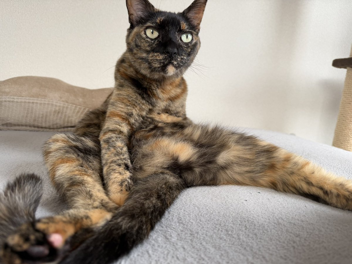 ねこほうママ tweet media