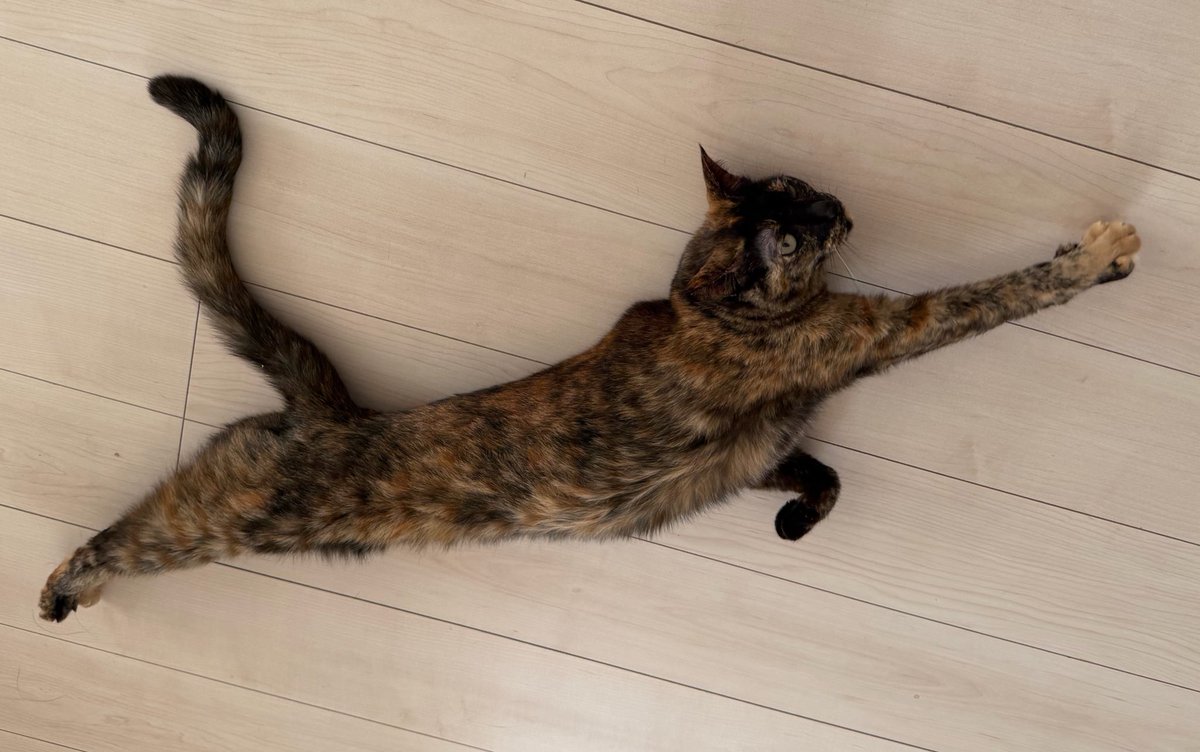 ねこほうママ tweet media