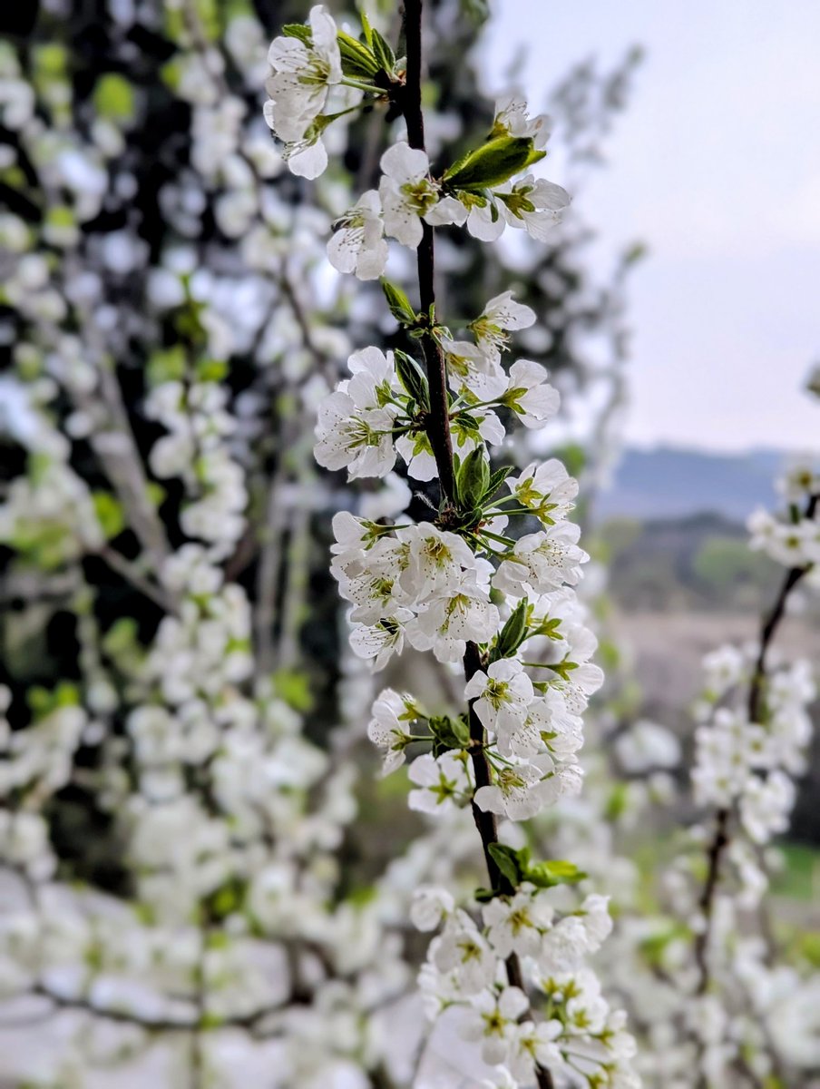 マユミ | あわてん坊のクルマ屋さん tweet media