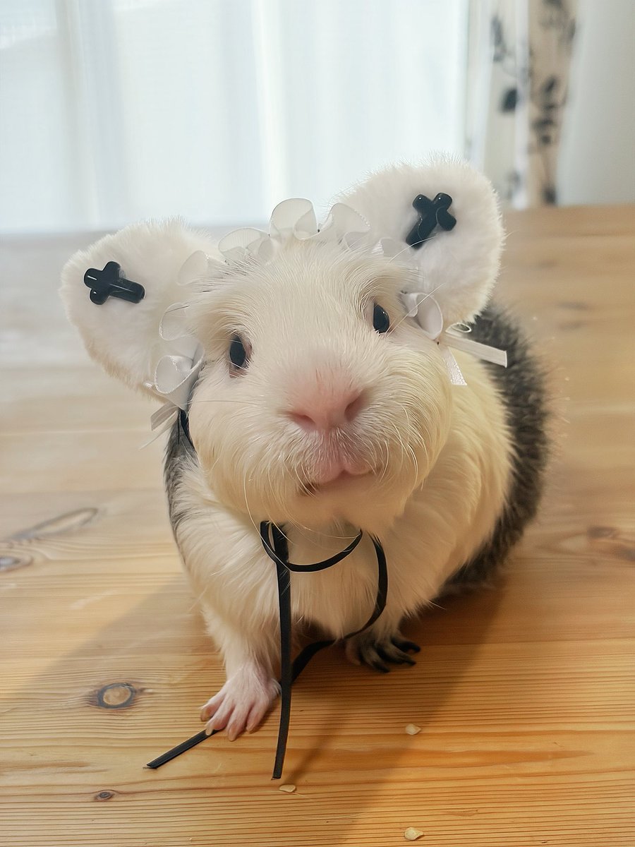 ほにゅうズ tweet media