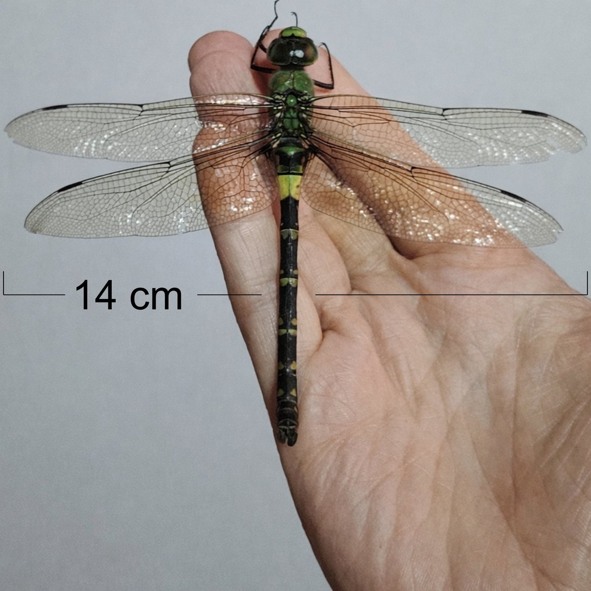 University of Pretoria tweet media