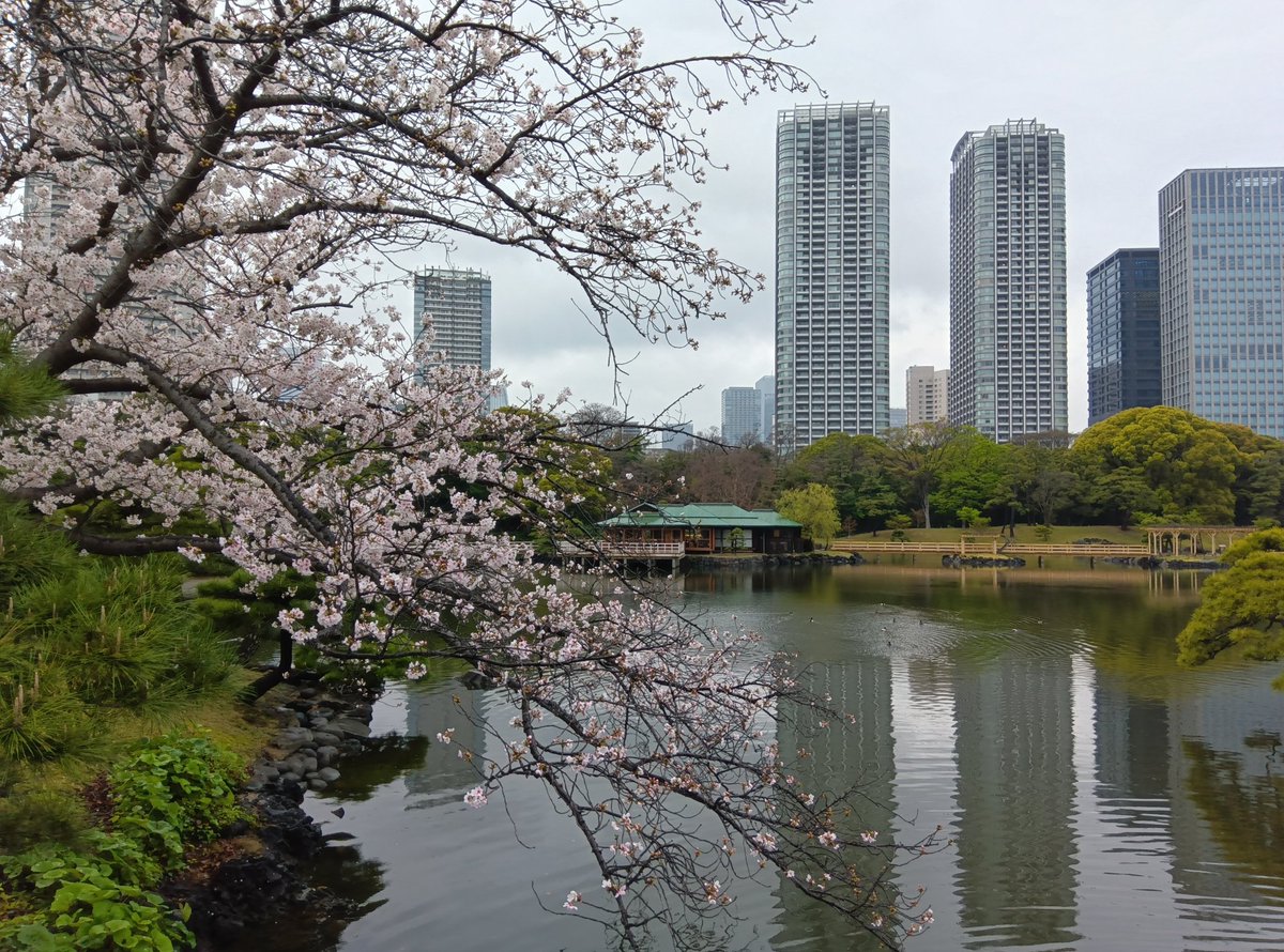 浜離宮恩賜庭園 tweet media