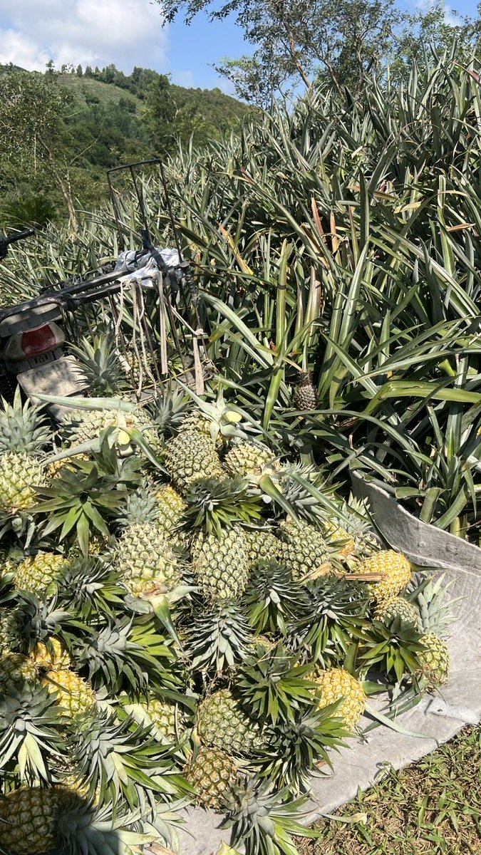 Quang Nguyen | Leo tweet media