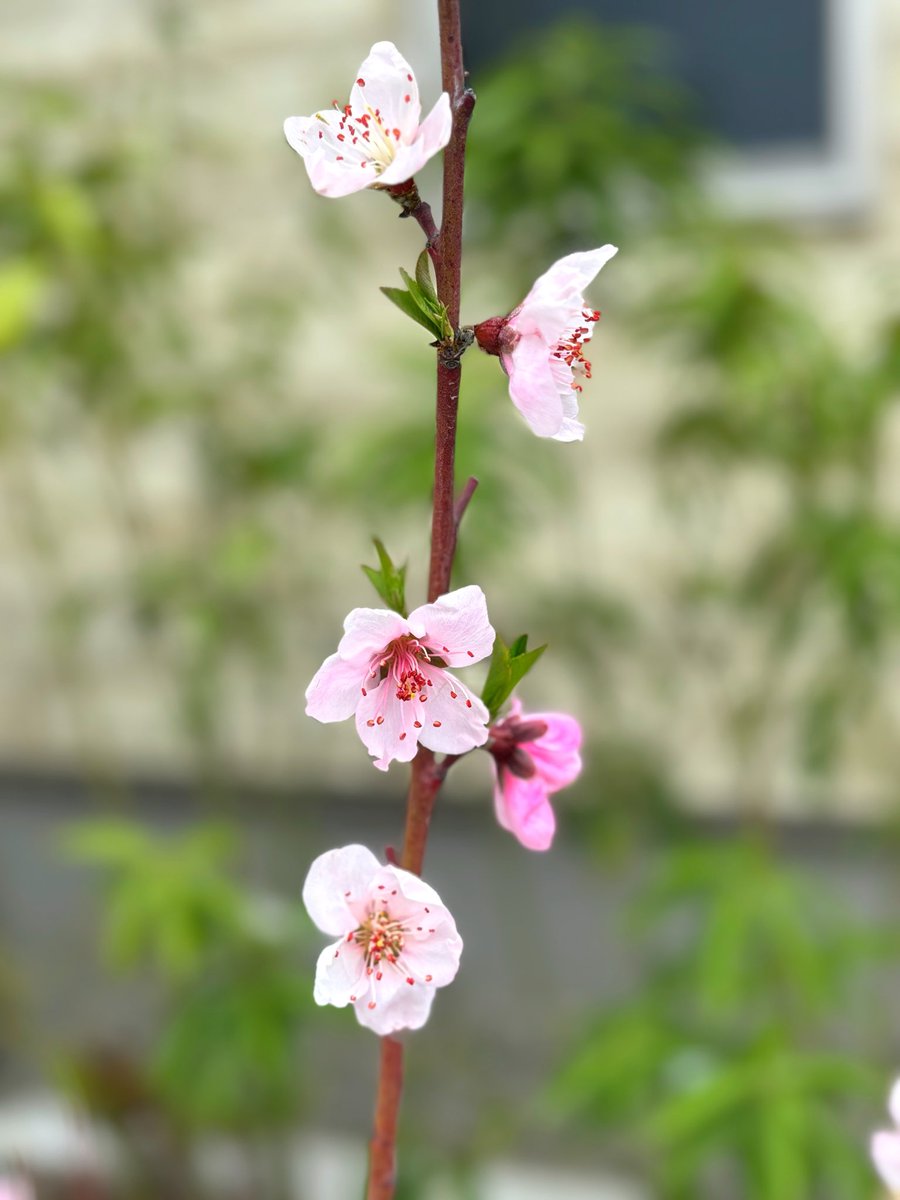schneeklang's tweet photo. 黄金桃の花が満開！
でもこの雨続きなのはもったいないなー

アイコ達は低温育ちだから成長が遅いけど、本葉も増えて大分苗らしくなってきた。初期に発根した黄①と赤①②は早々に消えてしまったものの、黄②③、赤③、追加した赤④⑤⑥は粘り中 https://t.co/VwY1cgKCVp