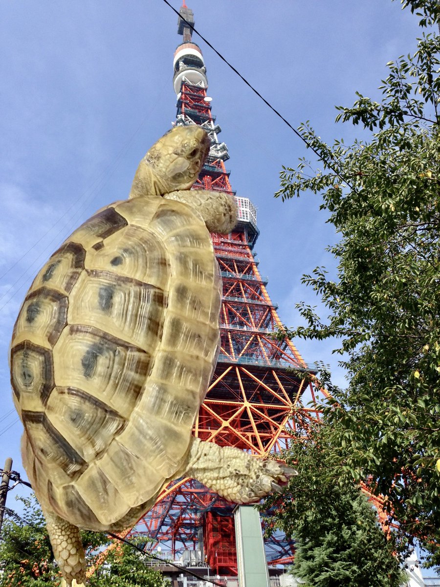 🐢お世話係🐢 tweet media