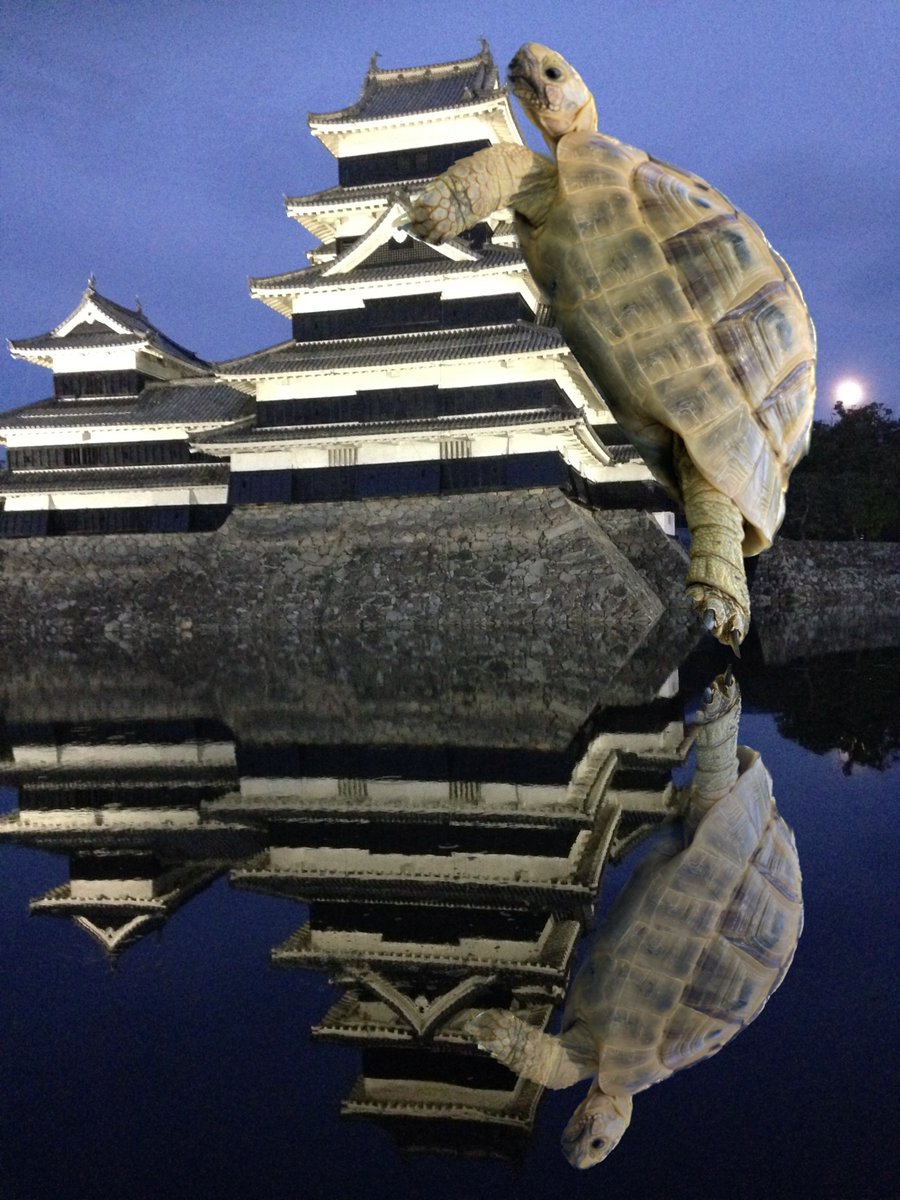 🐢お世話係🐢 tweet media