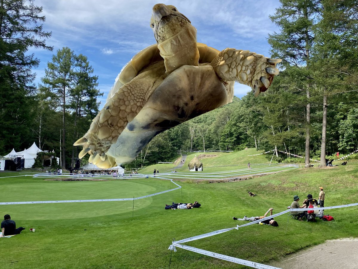 🐢お世話係🐢 tweet media