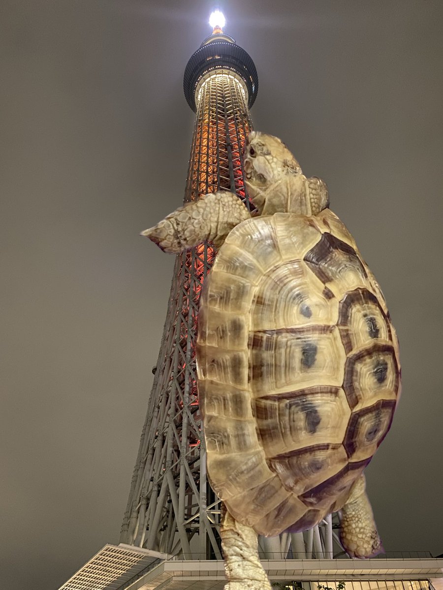 🐢お世話係🐢 tweet media