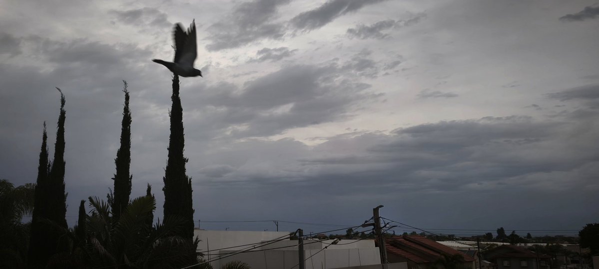 דבורה💚🌳💛🇮🇱 tweet media