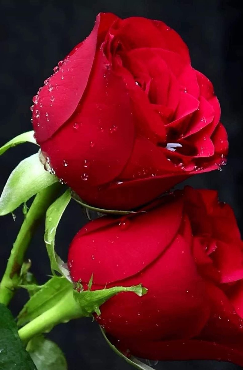 Mustafa Türkmen tweet media