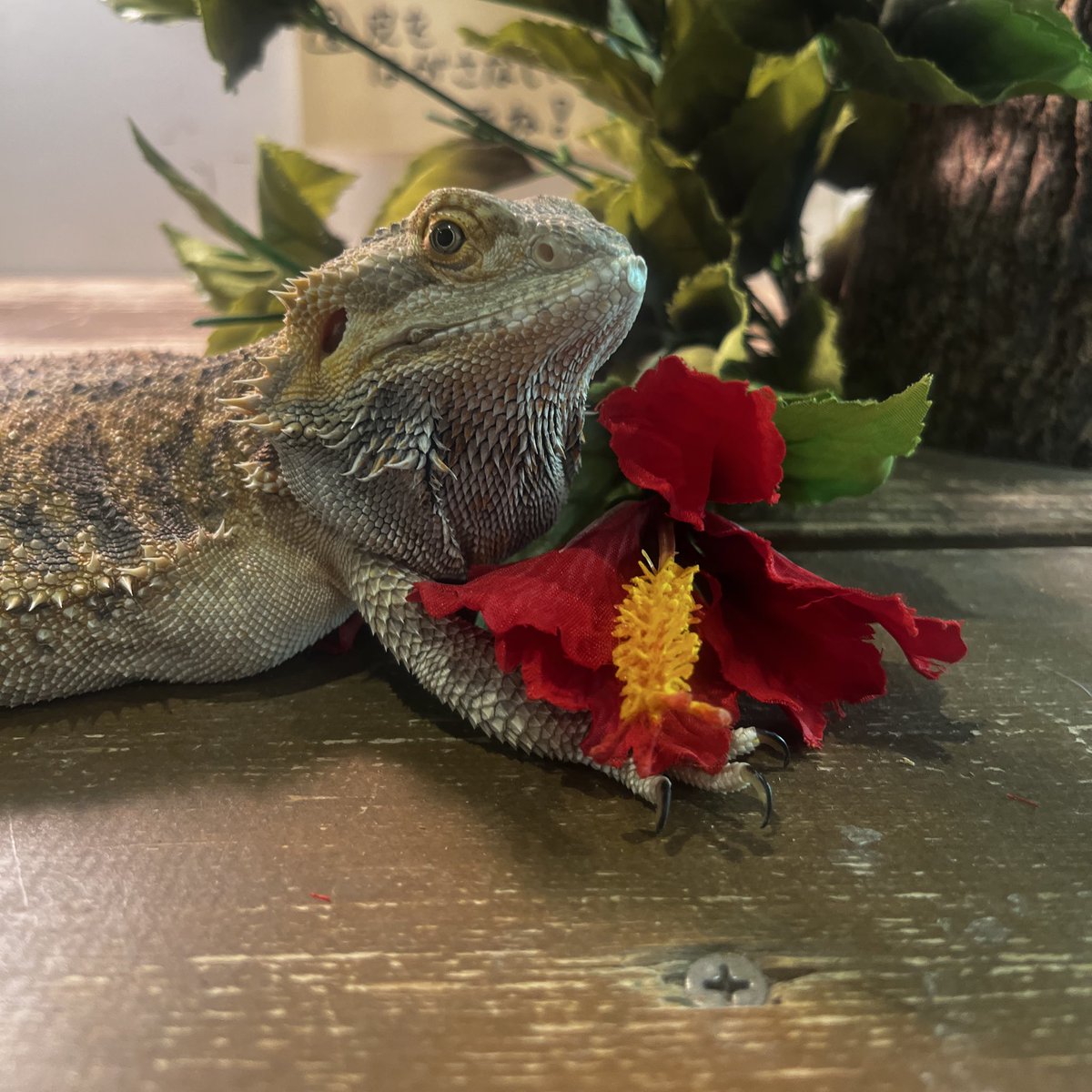 どう?決まってる?」 心なしかドヤ顔で造花といい感じになってる