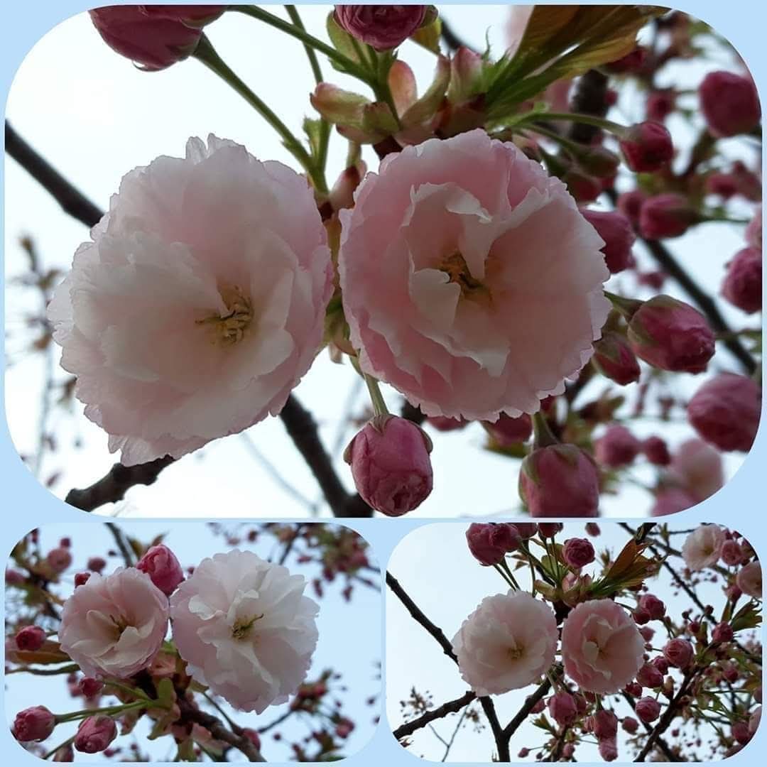 valentina tweet media