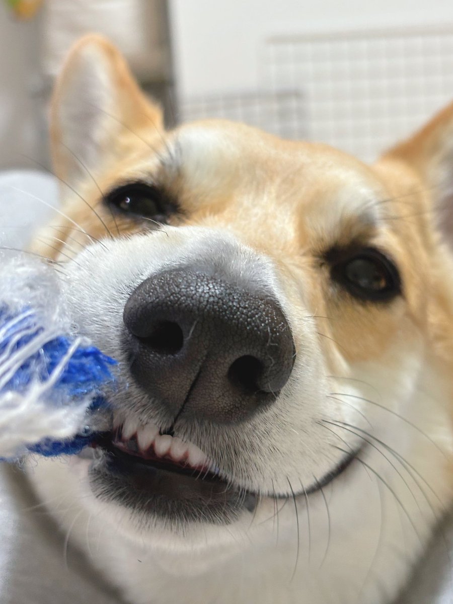 はんぺん tweet media