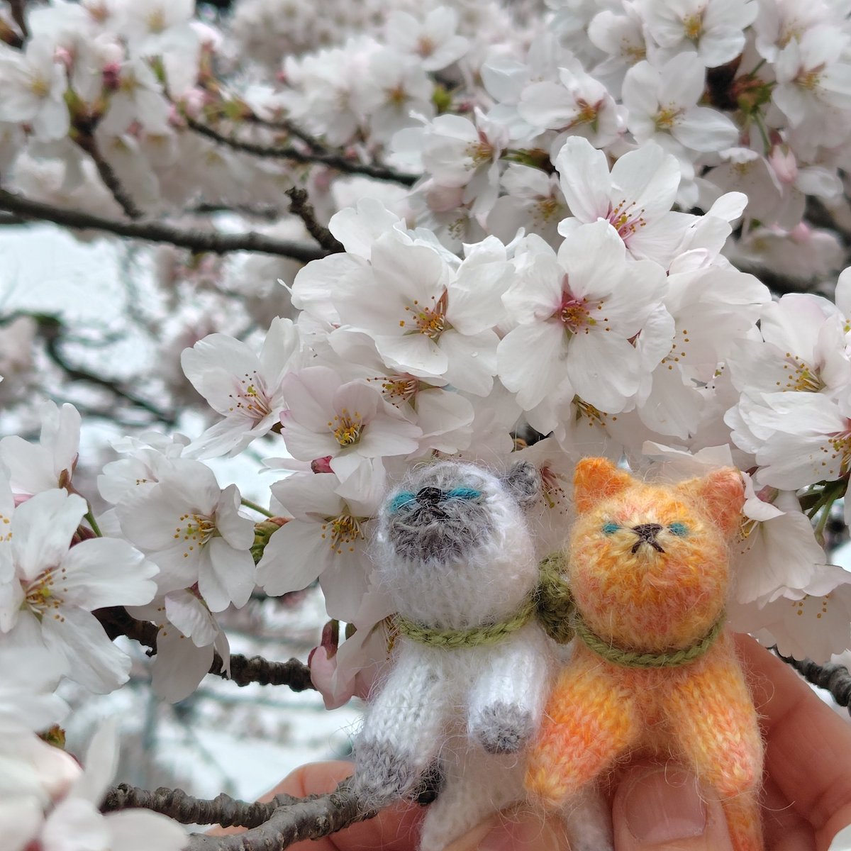 クー&ミー Ku&mii-Days with hand-knitted amigurumi tweet media