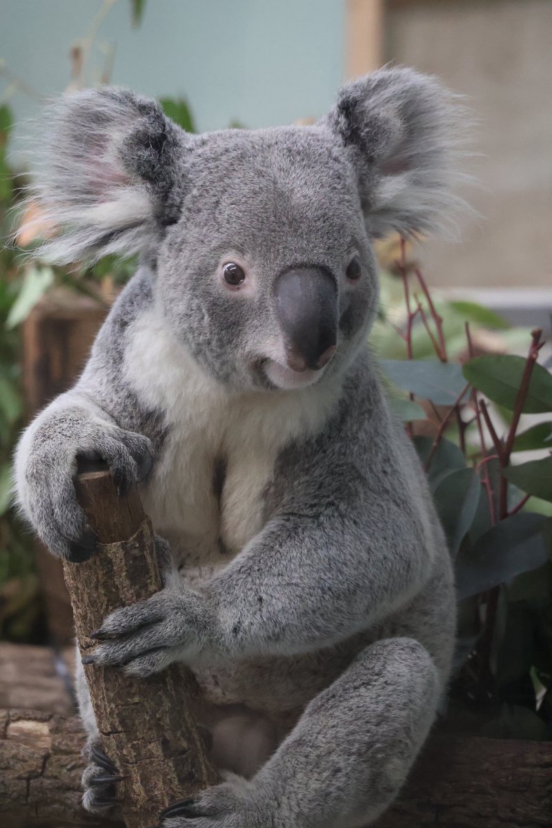 mizurin66's tweet image. カッコいいキラキラししおが新年度をお知らせします。
マイペースで行こうぜ

2025.03

#平川動物公園
#コアラ
#koala 
#ししお