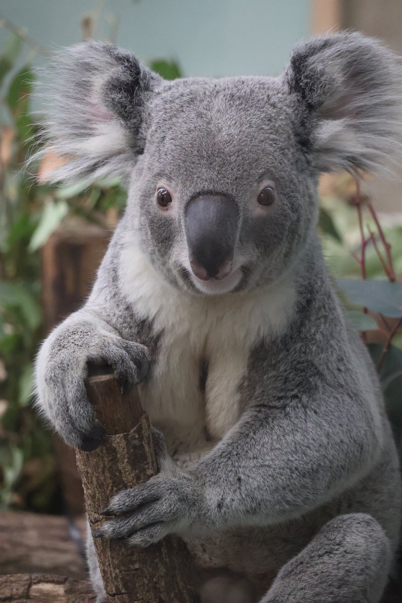 mizurin66's tweet image. カッコいいキラキラししおが新年度をお知らせします。
マイペースで行こうぜ

2025.03

#平川動物公園
#コアラ
#koala 
#ししお