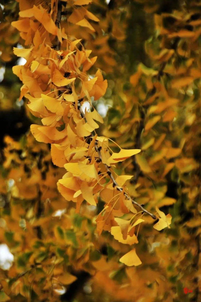 RLB959's tweet photo. Autumn breeze u0026 golden leaves—perfect for a walk with a warm latte  #FallVibes https://t.co/eVZzWnnGaU
