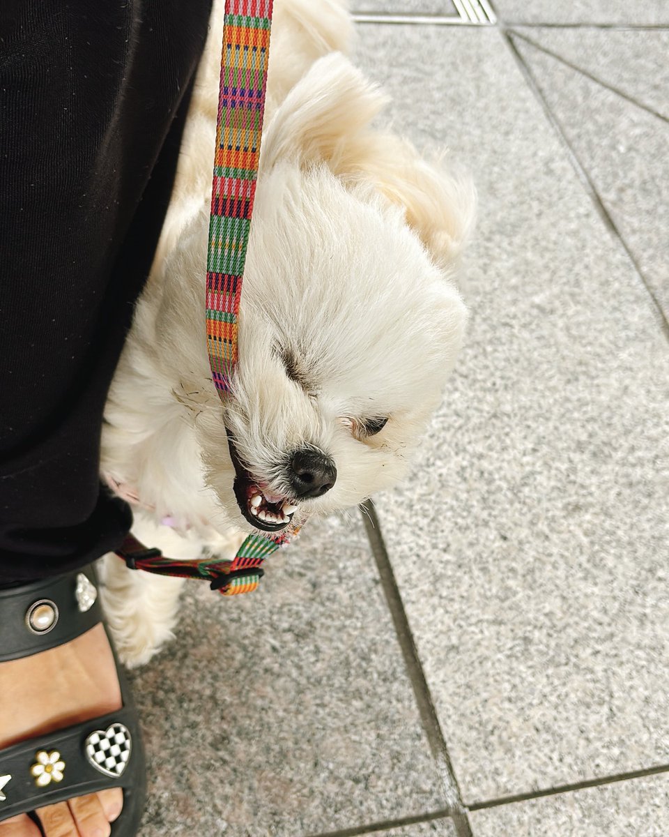 おこめ tweet media