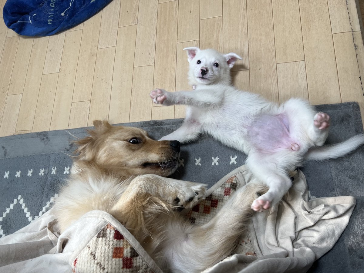 いざや tweet media