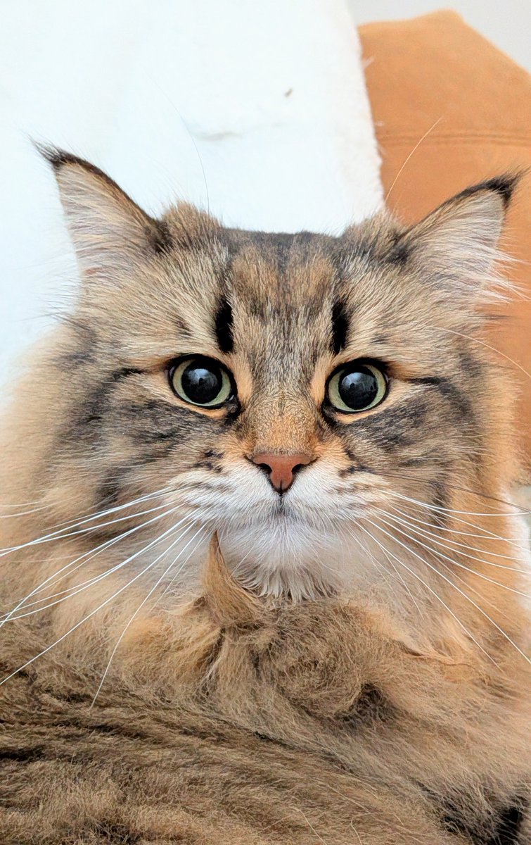 ヤマネコ tweet media