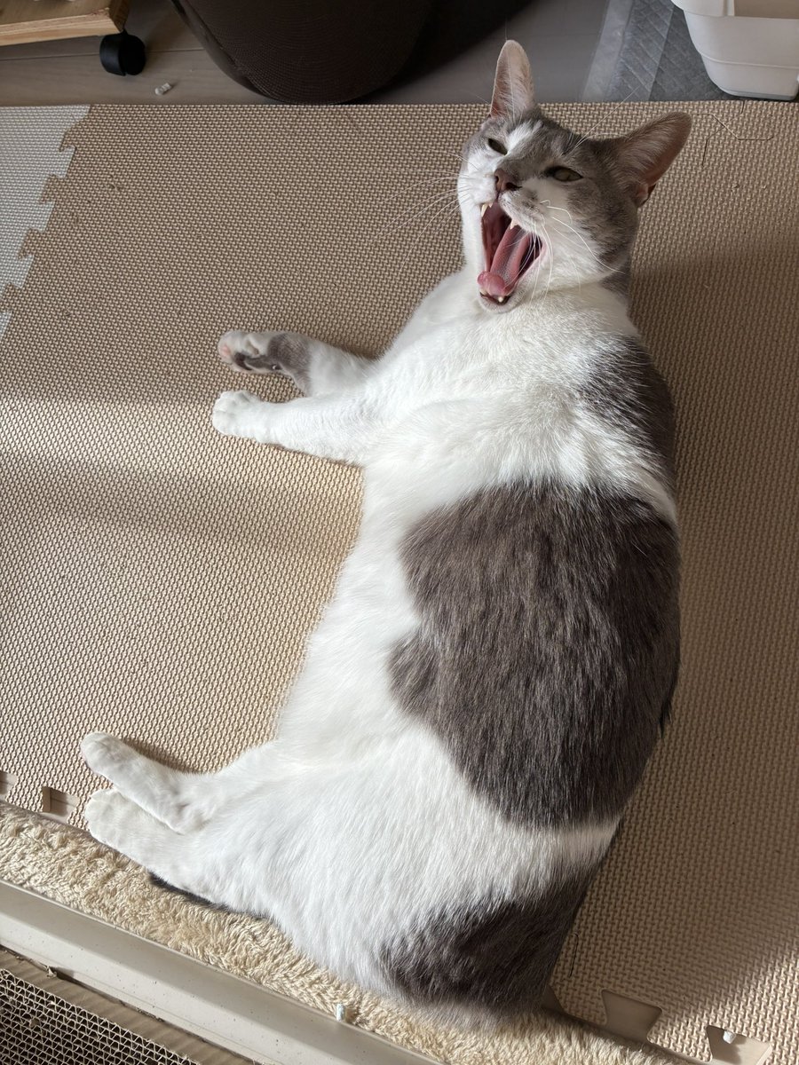 IpokeAk's tweet photo. もう４月！早い！！
人間はバタバタしてますがオリゴは変わらずスローライフ☺️
#猫のいる暮らし　#猫好きさんと繋がりたい　#保護猫　#猫のいる幸せ https://t.co/SJPNFzURIl