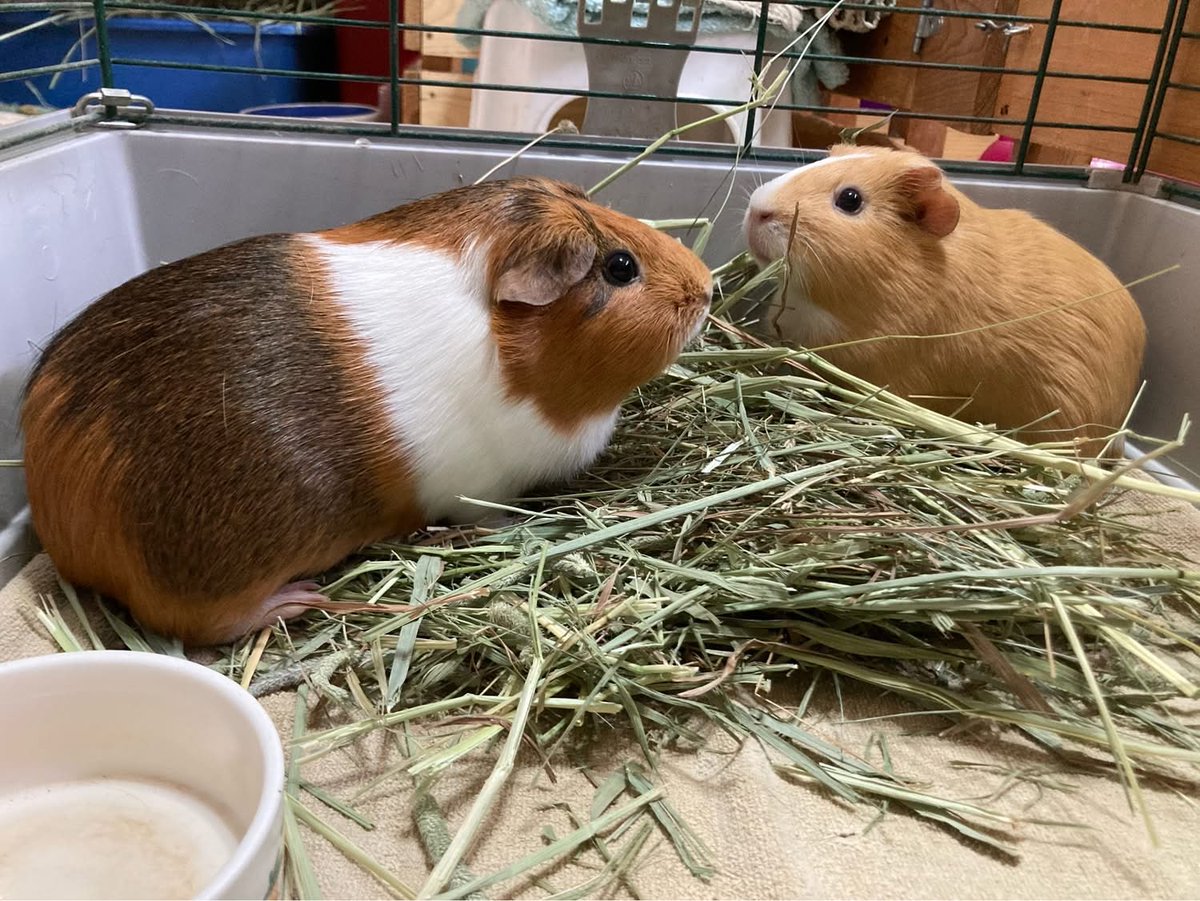 Friendly Farms tweet media