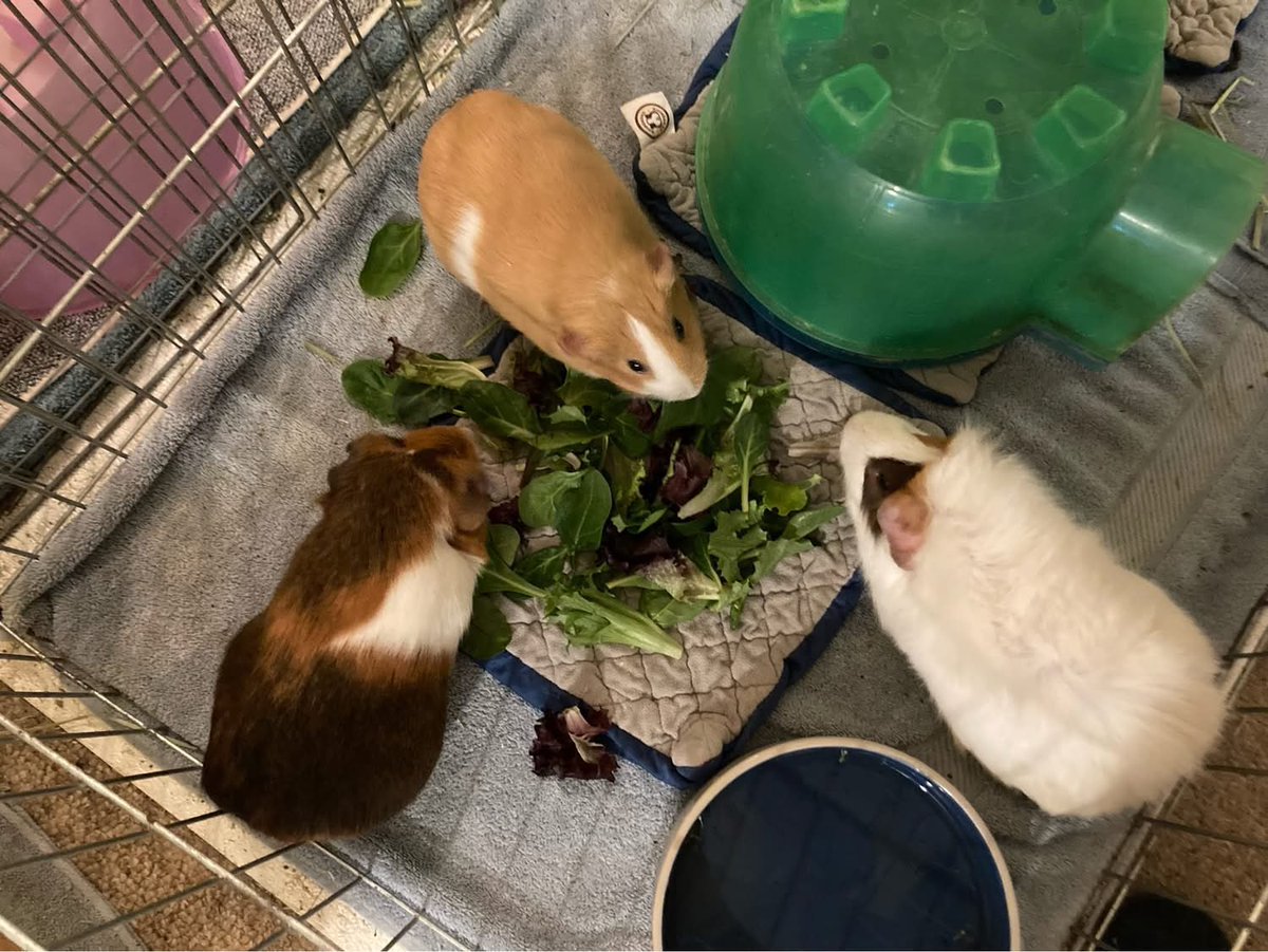 Friendly Farms tweet media