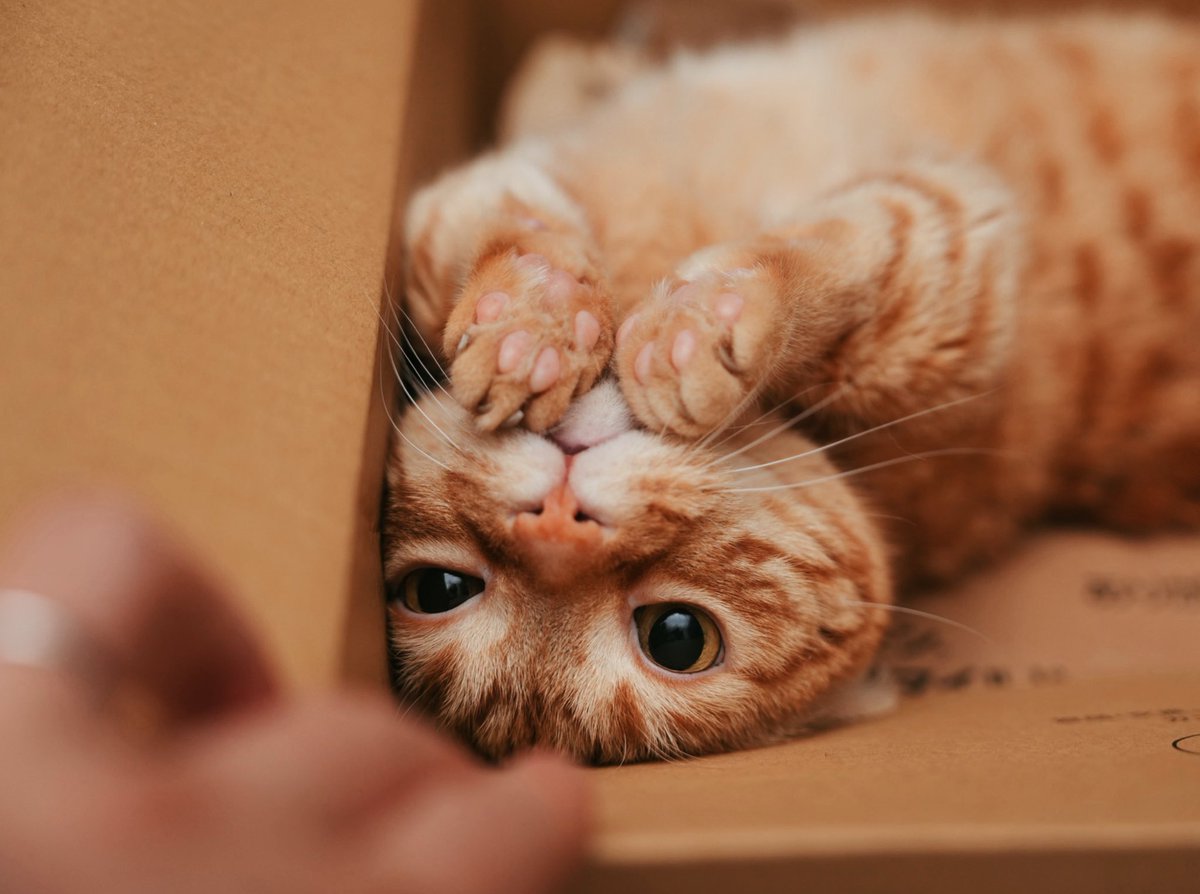 花江 夏樹 tweet media